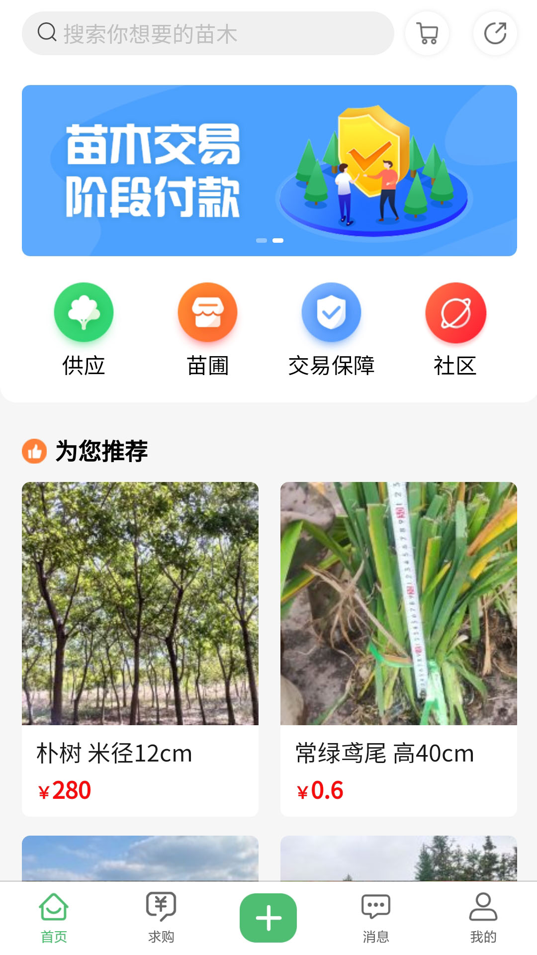 苗青青app截图