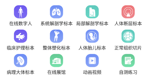 医维度解剖app