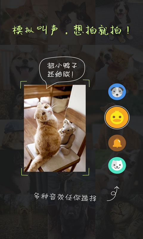 萌宠相机安卓版下载截图