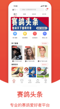 赛鸽头条app