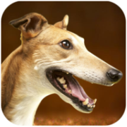 灵狮狗模拟Greyhound Dog Simulator