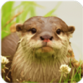 水獭模拟器The Otter