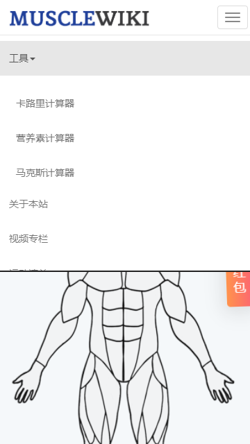 MuscleWiki手机版截图