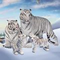 野生白虎家庭模拟Wild White Tiger Family Sim