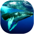 鲸鱼潜水模拟器The Humpback Whales