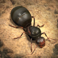 小小蚁国真实蚂蚁世界(The Ants)
