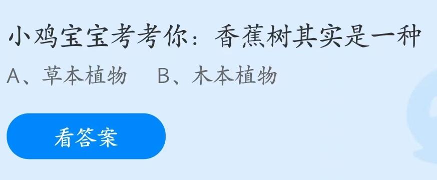 小鸡宝宝考考你香蕉树其实是一种