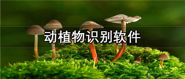 动植物识别软件